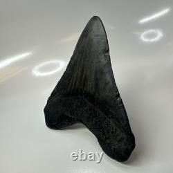 Megalodon Shark Tooth 4.95 Inch Beautiful Black Fossil Authentic 20704