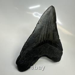 Megalodon Shark Tooth 4.95 Inch Beautiful Black Fossil Authentic 20704