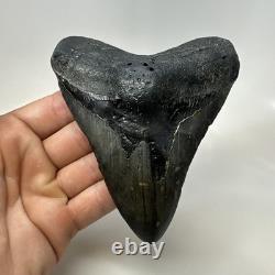 Megalodon Shark Tooth 4.95 Inch Beautiful Black Fossil Authentic 20704