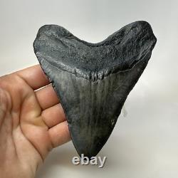 Megalodon Shark Tooth 4.95 Inch Beautiful Black Fossil Authentic 20704