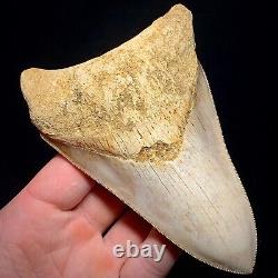 Megalodon Shark Tooth 4.95 Real Unrestored Indonesian Fossil