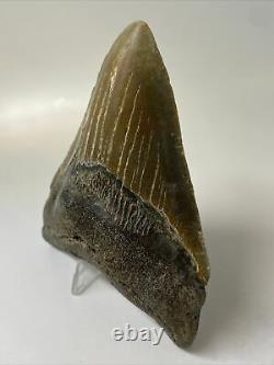 Megalodon Shark Tooth 4.95 Unique Wide Fossil Authentic 11485