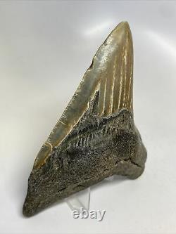Megalodon Shark Tooth 4.95 Unique Wide Fossil Authentic 11485