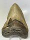 Megalodon Shark Tooth 4.96 Beautiful Real Fossil Natural 11122