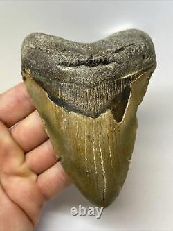 Megalodon Shark Tooth 4.96 Beautiful Real Fossil Natural 11122