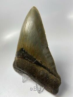 Megalodon Shark Tooth 4.97 Amazing Real Fossil Beautiful 5586