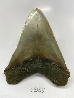 Megalodon Shark Tooth 4.97 Amazing Real Fossil Beautiful 5586