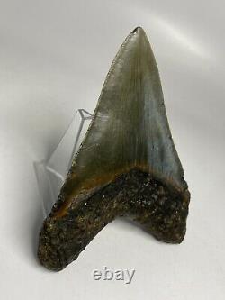 Megalodon Shark Tooth 4.98 Dagger Authentic Fossil Amazing 6612