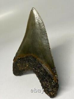 Megalodon Shark Tooth 4.98 Dagger Authentic Fossil Amazing 6612