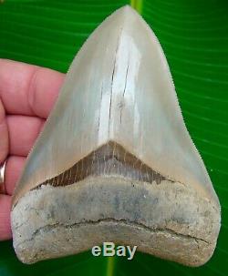 Megalodon Shark Tooth 4 & 9/16 LEE CREEK AURORA REAL FOSSIL NO RESTO