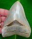 Megalodon Shark Tooth 4 & 9/16 Lee Creek Aurora Real Fossil No Resto