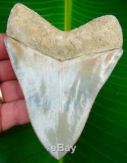 Megalodon Shark Tooth 4 & 9/16 LEE CREEK AURORA REAL FOSSIL NO RESTO