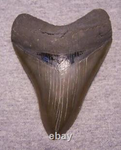 Megalodon Shark Tooth 4 9/16 Sharks Teeth Extinct Jaw Fossil Huge No Repair