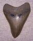 Megalodon Shark Tooth 4 9/16 Sharks Teeth Extinct Jaw Fossil Huge No Repair