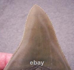 Megalodon Shark Tooth 4 9/16 Sharks Teeth Extinct Jaw Fossil Huge No Repair
