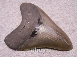 Megalodon Shark Tooth 4 9/16 Sharks Teeth Extinct Jaw Fossil Huge No Repair