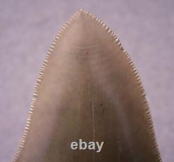 Megalodon Shark Tooth 4 9/16 Sharks Teeth Extinct Jaw Fossil Huge No Repair