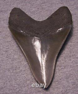 Megalodon Shark Tooth 4 9/16 Sharks Teeth Extinct Jaw Fossil Huge No Repair