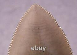 Megalodon Shark Tooth 4 9/16 Sharks Teeth Extinct Jaw Fossil Huge No Repair