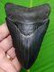 Megalodon Shark Tooth 4 & 9/16 Sharks Teeth Megladone Jaw