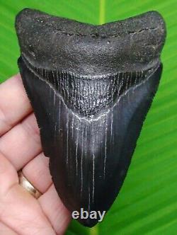 Megalodon Shark Tooth 4 & 9/16 Sharks Teeth Megladone Jaw