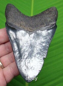 Megalodon Shark Tooth 4 & 9/16 Sharks Teeth Megladone Jaw