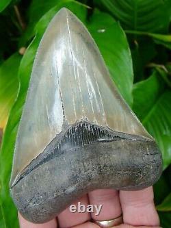 Megalodon Shark Tooth 4 & 9/16 Super Quality 100% Natural Real Fossil