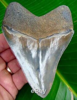 Megalodon Shark Tooth 4 & 9/16 TOP 1% QUALITY REAL FOSSIL NO RESTORATION