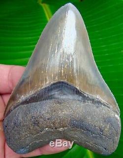 Megalodon Shark Tooth 4 & 9/16 TOP 1% QUALITY REAL FOSSIL NO RESTORATION