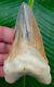Megalodon Shark Tooth 4 & 9/16 In. Crazy Peruvian Ultra Rare Peru