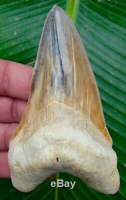 Megalodon Shark Tooth 4 & 9/16 in. CRAZY PERUVIAN ULTRA RARE PERU