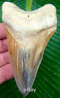 Megalodon Shark Tooth 4 & 9/16 in. CRAZY PERUVIAN ULTRA RARE PERU