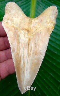 Megalodon Shark Tooth 4 & 9/16 in. CRAZY PERUVIAN ULTRA RARE PERU