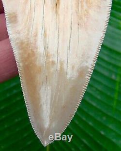 Megalodon Shark Tooth 4 & 9/16 in. CRAZY PERUVIAN ULTRA RARE PERU