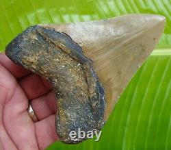 Megalodon Shark Tooth 4 & 9/16 in. DIAMOND POLISHED REAL FOSSIL