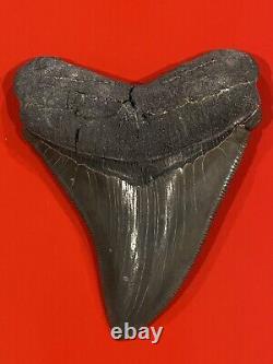 Megalodon Shark Tooth 4 Absolutely Stunning