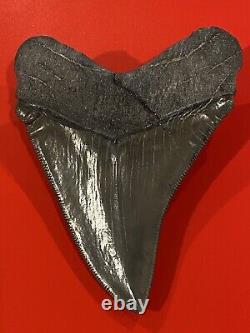 Megalodon Shark Tooth 4 Absolutely Stunning