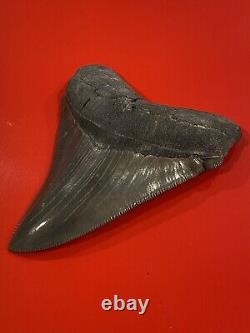 Megalodon Shark Tooth 4 Absolutely Stunning