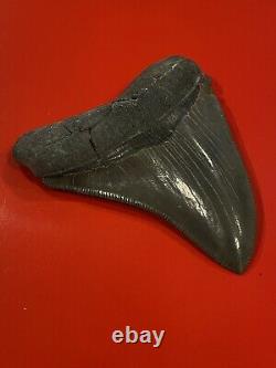 Megalodon Shark Tooth 4 Absolutely Stunning