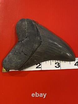 Megalodon Shark Tooth 4 Absolutely Stunning