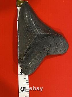 Megalodon Shark Tooth 4 Absolutely Stunning