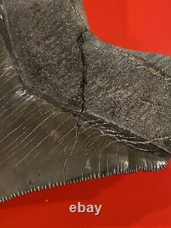 Megalodon Shark Tooth 4 Absolutely Stunning