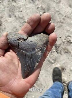 Megalodon Shark Tooth 4 Absolutely Stunning