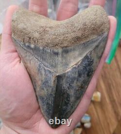 Megalodon Shark Tooth +4 INCHES Amazing Fossil RARE Repaired Specimen A+