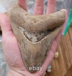 Megalodon Shark Tooth +4 INCHES Amazing Fossil RARE Repaired Specimen A+