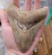 Megalodon Shark Tooth +4 Inches Amazing Fossil Rare Repaired Specimen A+