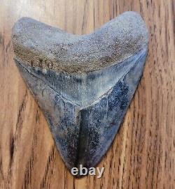 Megalodon Shark Tooth +4 INCHES Amazing Fossil RARE Repaired Specimen A+