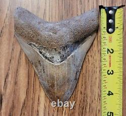 Megalodon Shark Tooth +4 INCHES Amazing Fossil RARE Repaired Specimen A+