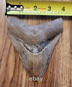 Megalodon Shark Tooth +4 INCHES Amazing Fossil RARE Repaired Specimen A+