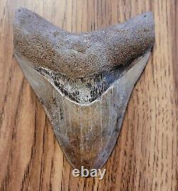 Megalodon Shark Tooth +4 INCHES Amazing Fossil RARE Repaired Specimen A+